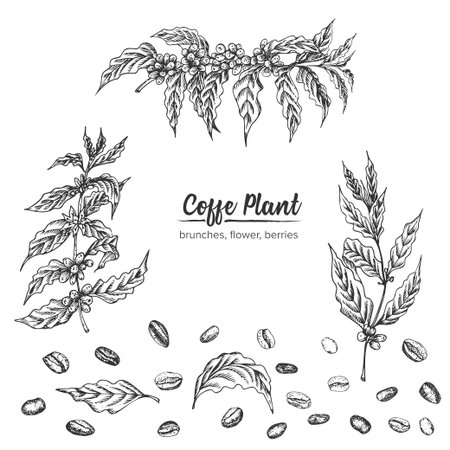 Realistic Botanical ink sketch arabica coffee plant, brunches, flower, berries, leaves, roasted beans isolated on white background, herbs collection. Medicine plant. Vintage rustic vector illustrationのイラスト素材