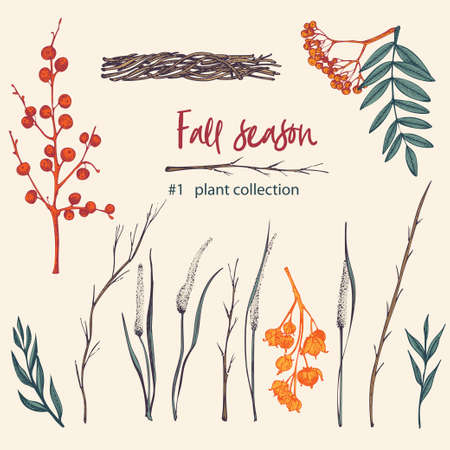 Set of twigs, berries, and leaves of autumn plant. Hand-drawn vintage sketch botanical illustration. Engraving style. Pure organic eco herbs Flat color vector isolated on beige background.のイラスト素材