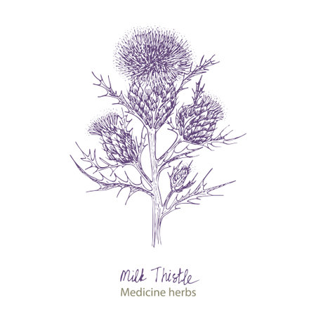 Set hand drawn of Milk Thistle, lives and flowers in black color isolated on white background. Retro vintage graphic design. Botanical sketch drawing, engraving style. Vector.のイラスト素材