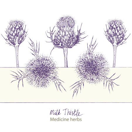 Set hand drawn of Milk Thistle, lives and flowers in black color isolated on white background. Retro vintage graphic design. Botanical sketch drawing, engraving style. Vector.のイラスト素材