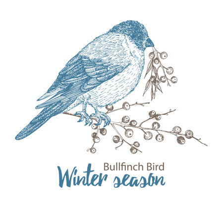 Hand-drawn sketch bullfinch. Bird sitting on twig. Isolated on white background. Engraving style. Winter season birds for victorian retro holiday cards design. Vintage illustrationのイラスト素材