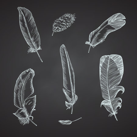Set Realistic sketch of bird feather on chalkboard background. Detailed ink Line pen Clip Art, Black and White Boho Clipart. Hand Drawn engraving style plume. Vintage Vector Illustration.のイラスト素材
