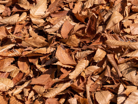 The ground was covered with fallen leaves