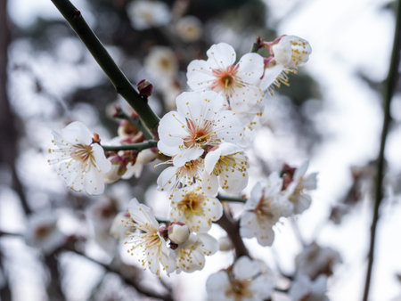 White plum blossoms in full bloom in spring, close-upの写真素材