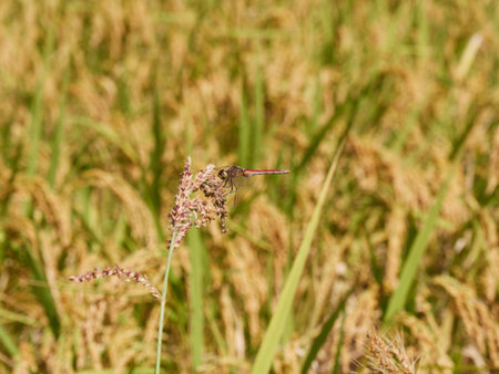 Dragonfly in the rice field, Koreaの写真素材