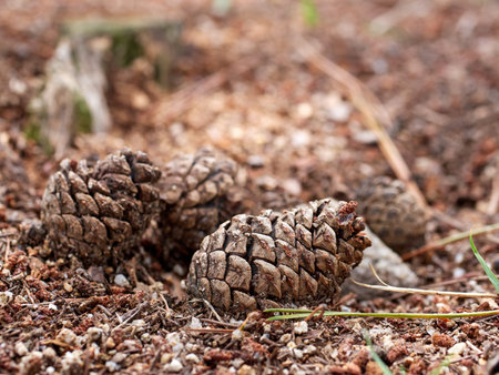 pine cones on the floor