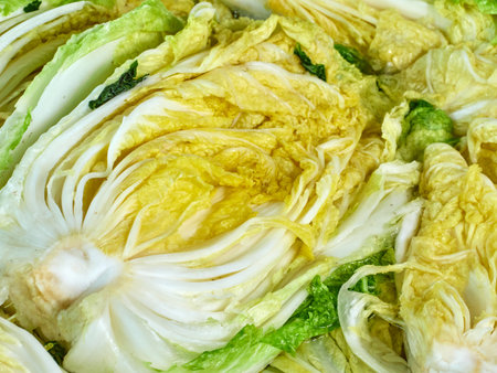 Salted napa cabbage for Kimjangの写真素材