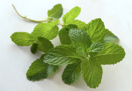 Close up fresh raw mint leaves on white wood background.