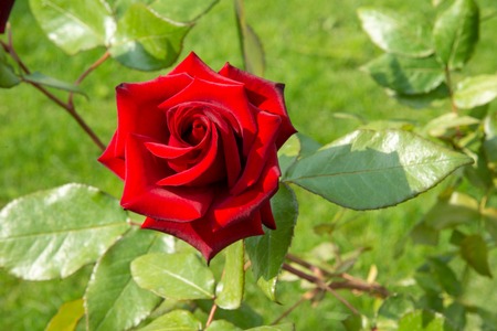 Red rose is in the sunlight in summer morning garden. Backgroundの写真素材