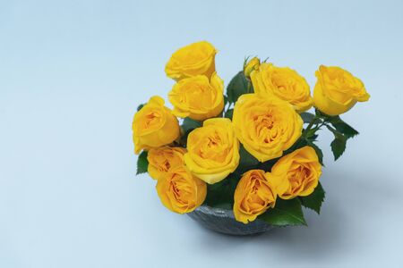 Bouquet of yellow roses is in a glass vase on a blue background. Flowers are horizontal close-upの写真素材