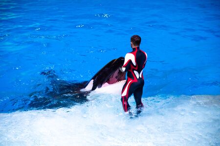 Killer whale is in the aquarium in water. Wild animals in the water zoo. Animal training. Horizontal close-up.A trainer feeds the killer whaleの写真素材