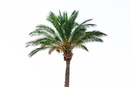 Palm tree on a blue sky with sunbeams. Vacation and travel concept.の写真素材