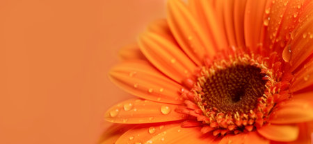 Banner with orange gerbera isolated on orange background.Holiday gift with Birthday, flat lay, top view, copy space.Generated by AI.の素材