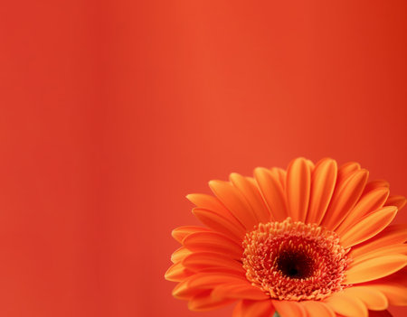 Banner with orange gerbera isolated on orange background.Holiday gift with Birthday, flat lay, top view, copy space.Generated by AI.の素材