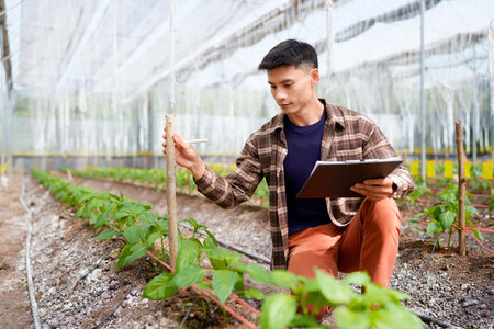 agriculture and greenhouse with plant production for harvest, crops or food. male person, farmer or...