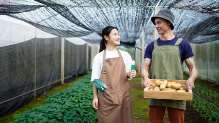 Happy two young farm worker with freshly harvested potato in wooden crate at greenhouse.の写真素材