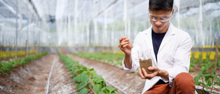 Vegetable growing in organic farm. Male scientist working in organic vegetables farm. Agricultural...