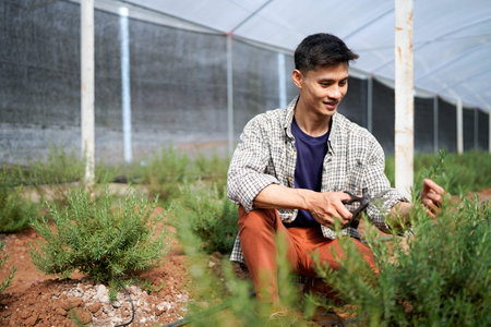 Cheerful young attractive Asia guy farmer checking research quality of rosemary in greenhouse garden...