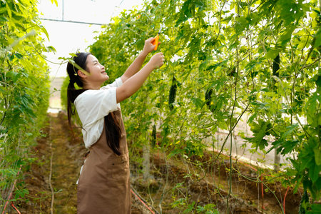 Woman picking Bitter melon , Bitter gourd from a tree in greenhouse. farmer producer of  food for...