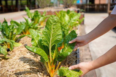 Female's hands of a person harvesting vegetables in a food garden without agrochemicals. Concept of...