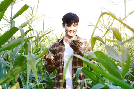 Farmer standing in corn field examining crop while talking on phone.の写真素材
