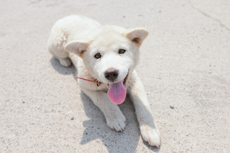 puppyの写真素材