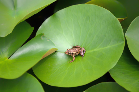 a frog on green leafの写真素材