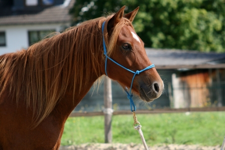 quarter pony portraitの写真素材