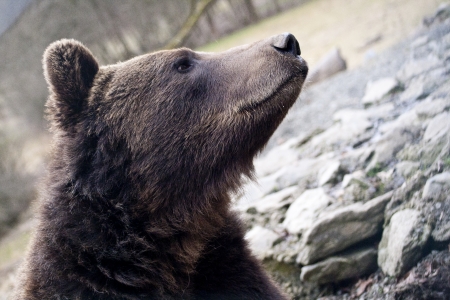 brown bear portraitの写真素材