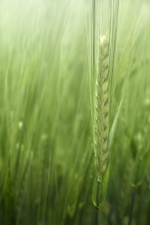 young barley  Hordeum vulgare の写真素材