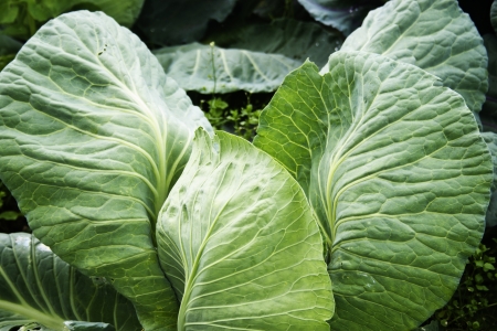 young white cabbageの写真素材