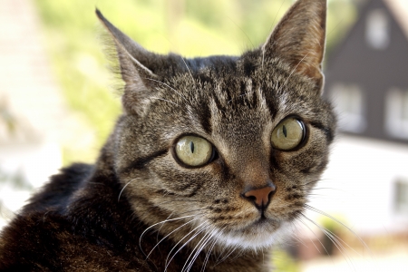 house cat portraitの写真素材