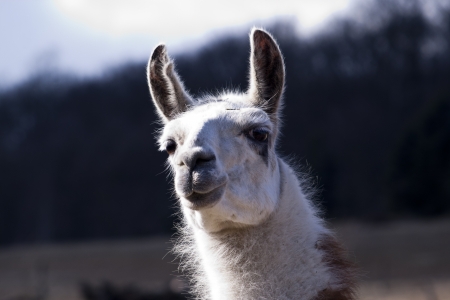 llama portraitの写真素材