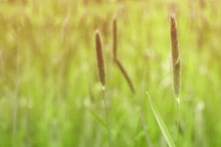 wild grass in the evening sunの写真素材