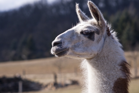 llama portraitの写真素材