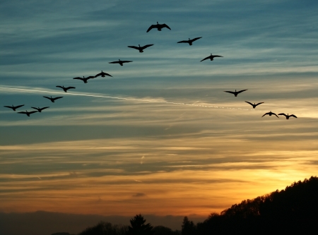 flock of migrating canada geese flying at sunset in a V formationの写真素材