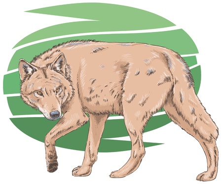 Wolf Vector Illustrationのイラスト素材
