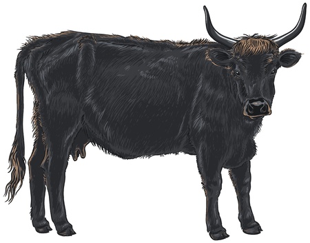 Aurochs (Bos Primigenius) Isolated Vector Illustrationのイラスト素材
