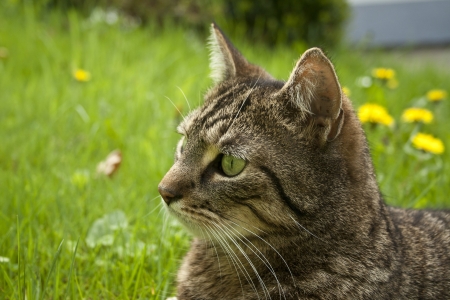 house cat portrait in spring grassの写真素材