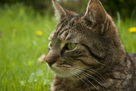 house cat portrait in spring grassの写真素材