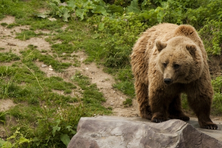 Kodiak Bear (Ursus arctos middendorffi) standing on a rockの写真素材