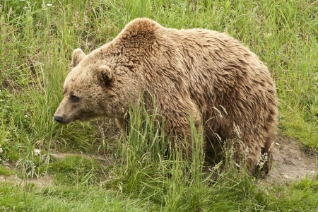 Kodiak Bear (Ursus arctos middendorffi) pacing through high grassの写真素材