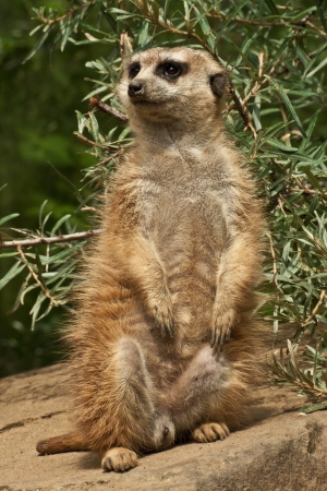 meerkat standing guard on a stoneの写真素材