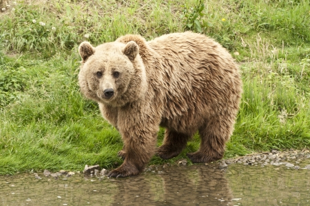 Kodiak Bear standing at the watersideの写真素材