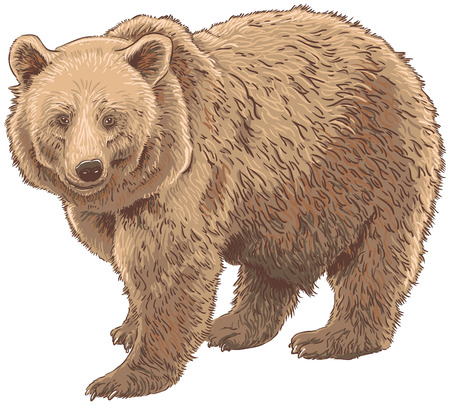 Kodiak Bear Isolated Vector Illustrationのイラスト素材