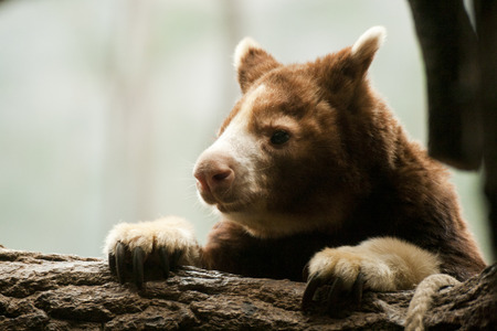 Tree-kangaroo leaning on a treeの写真素材