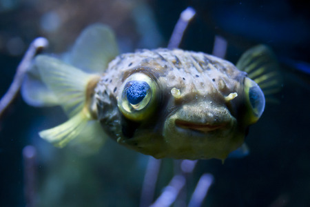 Long-spine porcupinefishの写真素材