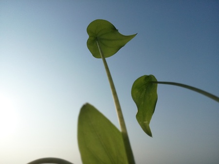 leavesの写真素材