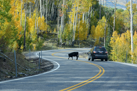 All-American Roadのeditorial素材