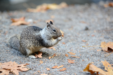 Wild Squirrels in Yosemite National Park landscape scenery viewの写真素材